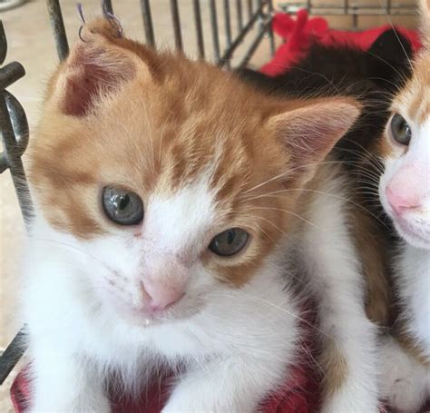 ★Adoptar Gatos y Gatitos★ en cantabria es gratis